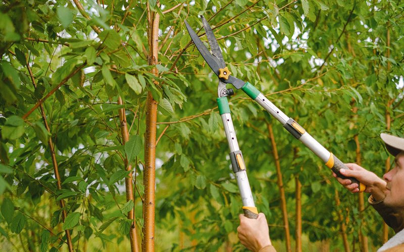 Tree trimming in Arrowsmith, IL