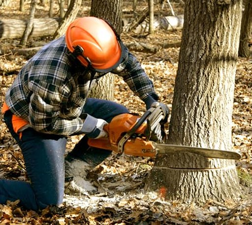 Tree Removal in Arrowsmith, IL